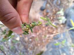 Image of Aloysia castellanosii Moldenke