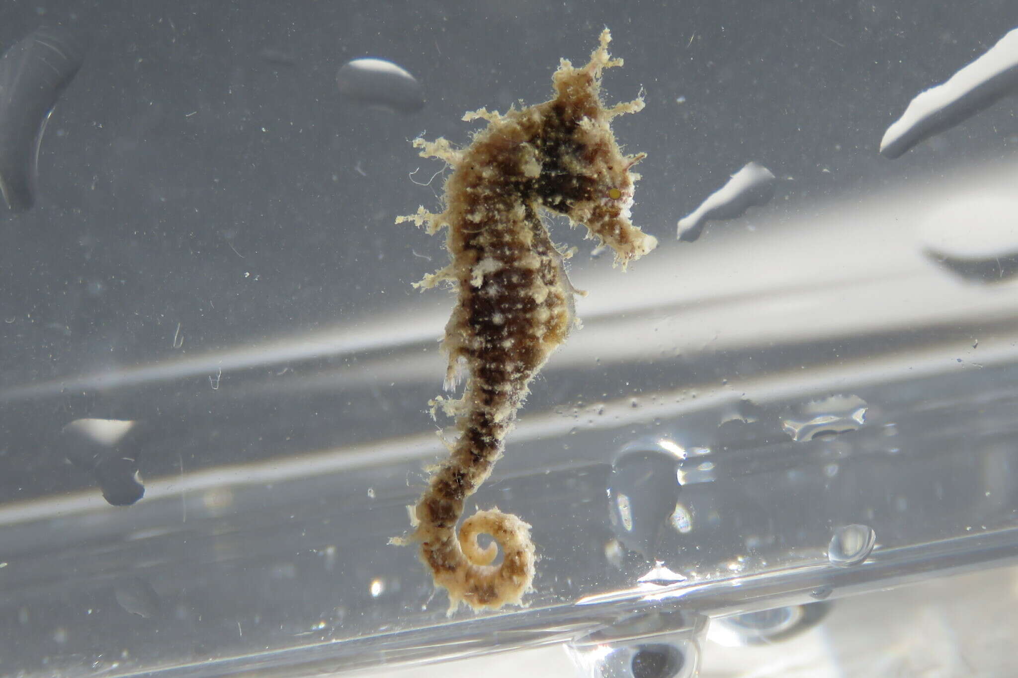 Image of Dwarf Seahorse