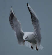 Image of Black-headed Gull