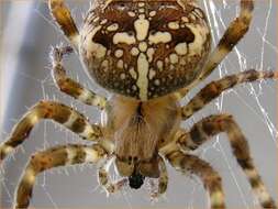 Image of Garden spider