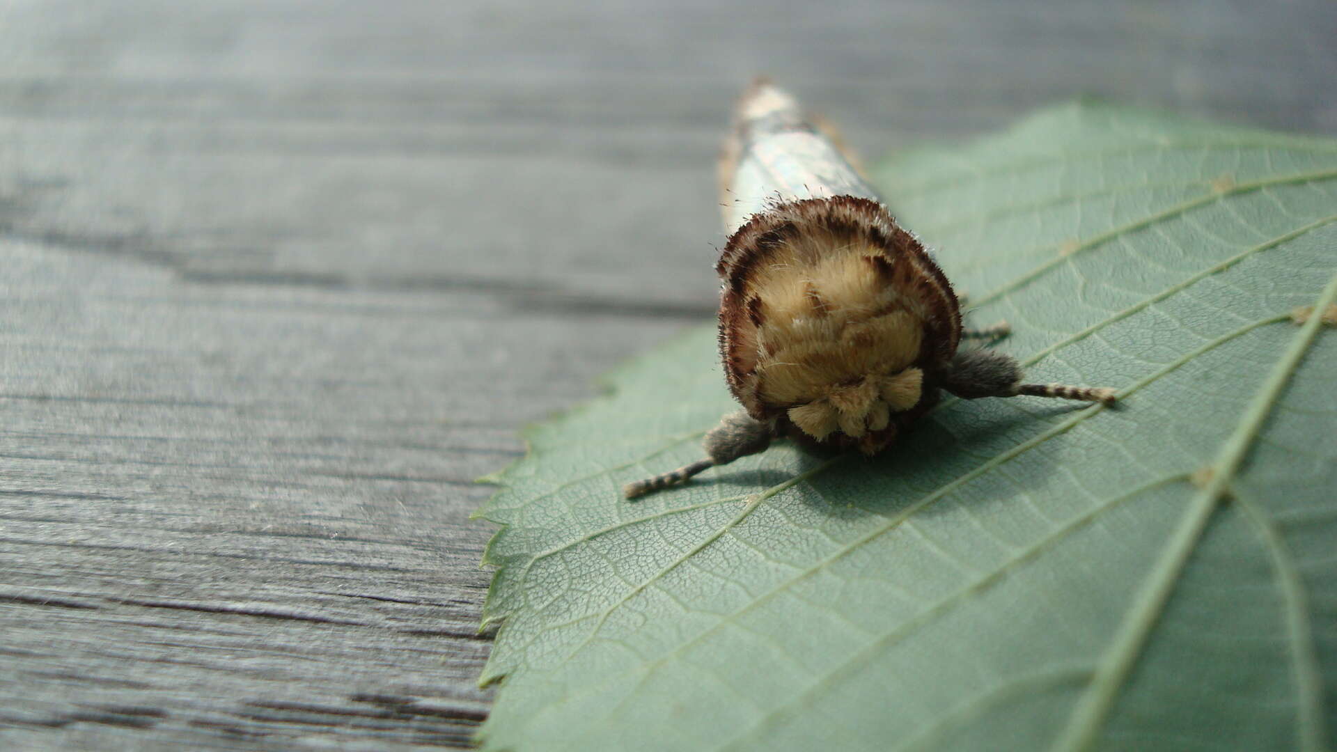 Plancia ëd Phalera bucephala Linnaeus 1758