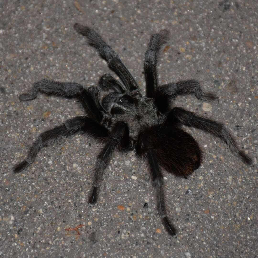 Image of Aphonopelma johnnycashi Hamilton 2016