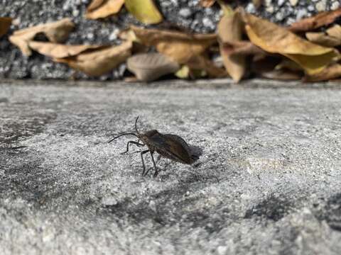 Image of Giant sweetpotato bug