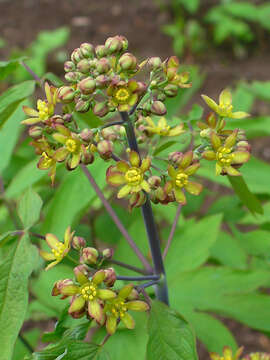 Image of blue cohosh