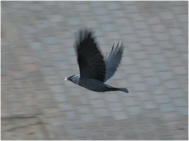 Image of Eurasian Jackdaw