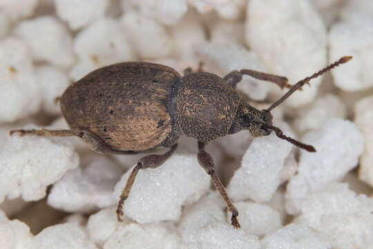 Image of Weevil