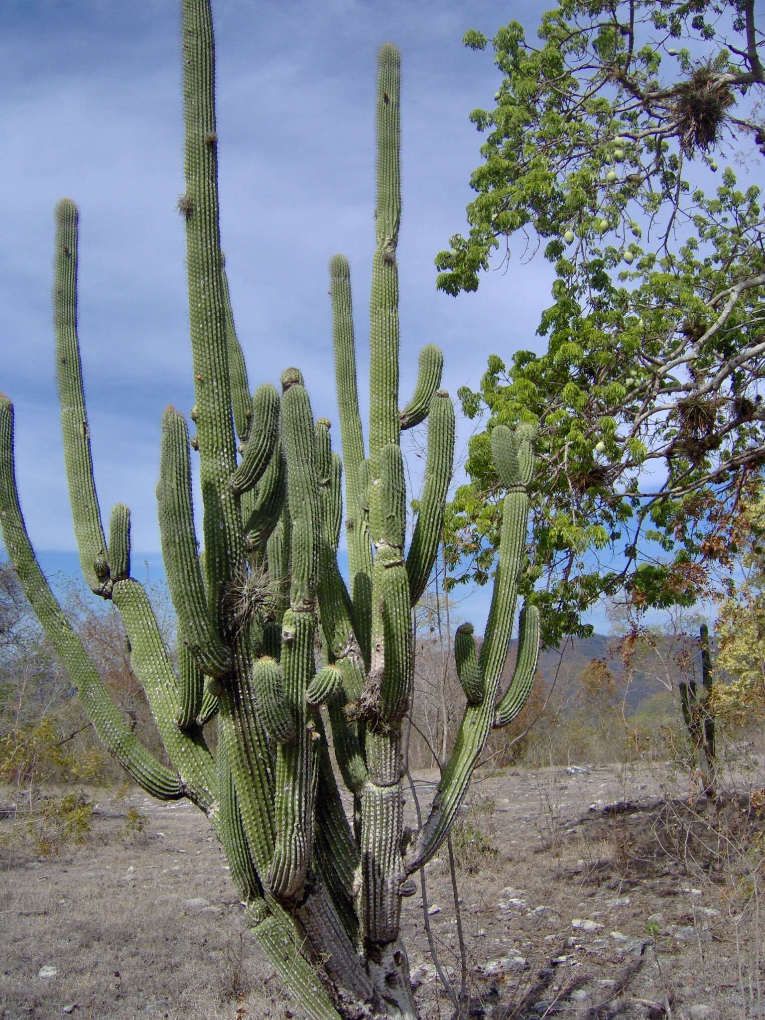 Neobuxbaumia scoparia (Polseg.) Backeb.的圖片