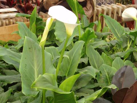 Image of Arum lily