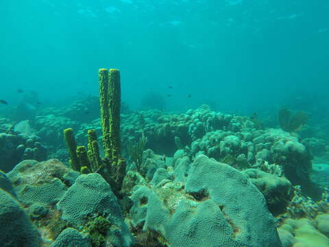 Image of Yellow tube sponge