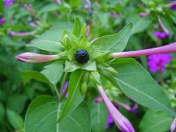 Image of Four o'Clock flower