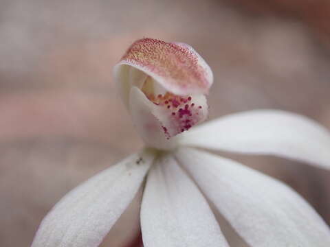 Image of Caladenia gracilis R. Br.