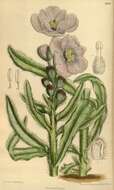 Image of Meconopsis horridula Hook. fil. & Thomson
