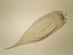 Imagem de Sematophyllum substrumulosum Britton 1902