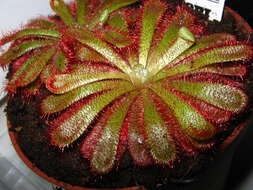 Image of Australian sundew