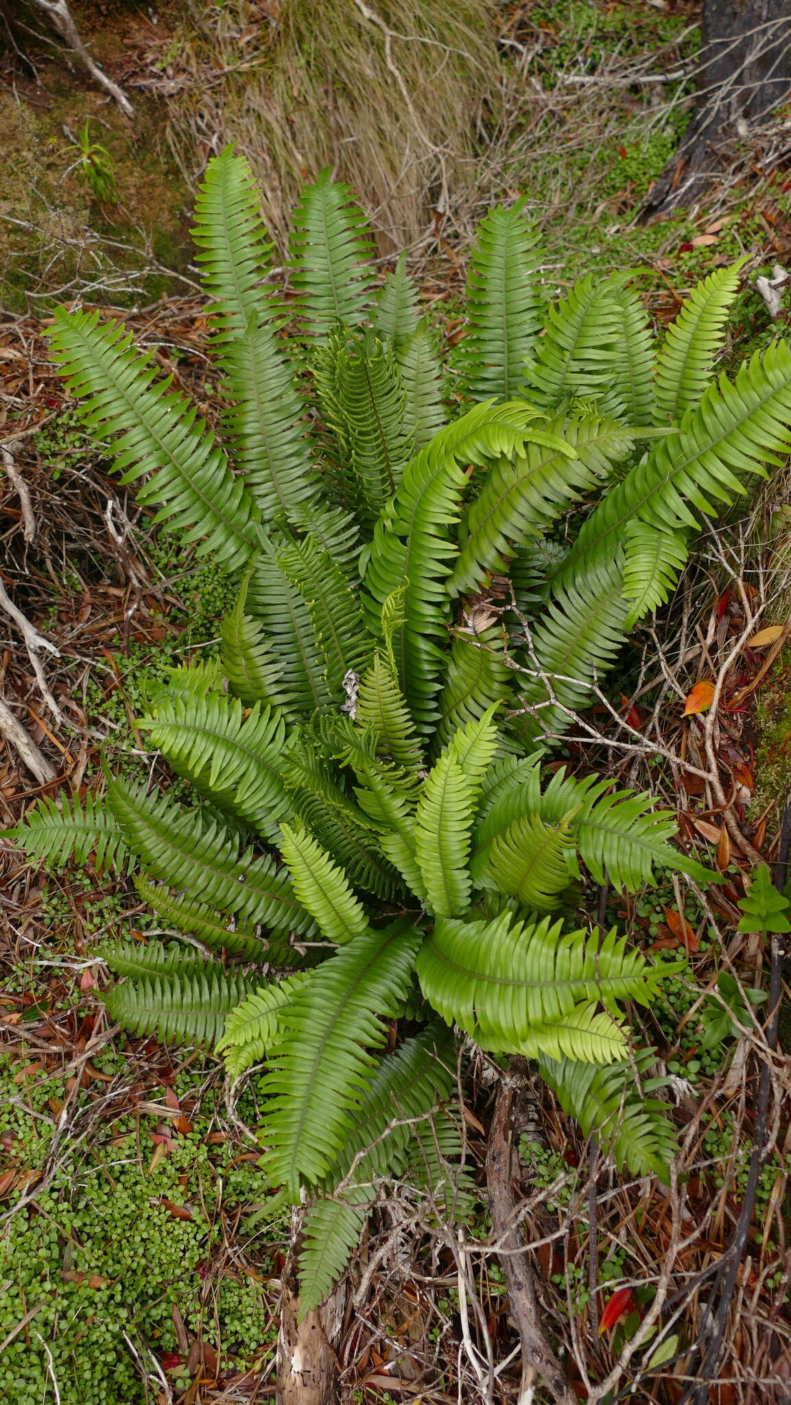 Austroblechnum durum (T. Moore) Gasper & V. A. O. Dittrich的圖片