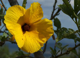 Image of Hibiscus heterophyllus Vent.