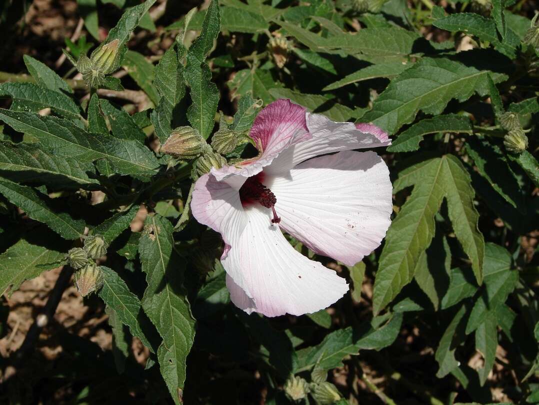 Image of Hibiscus heterophyllus Vent.