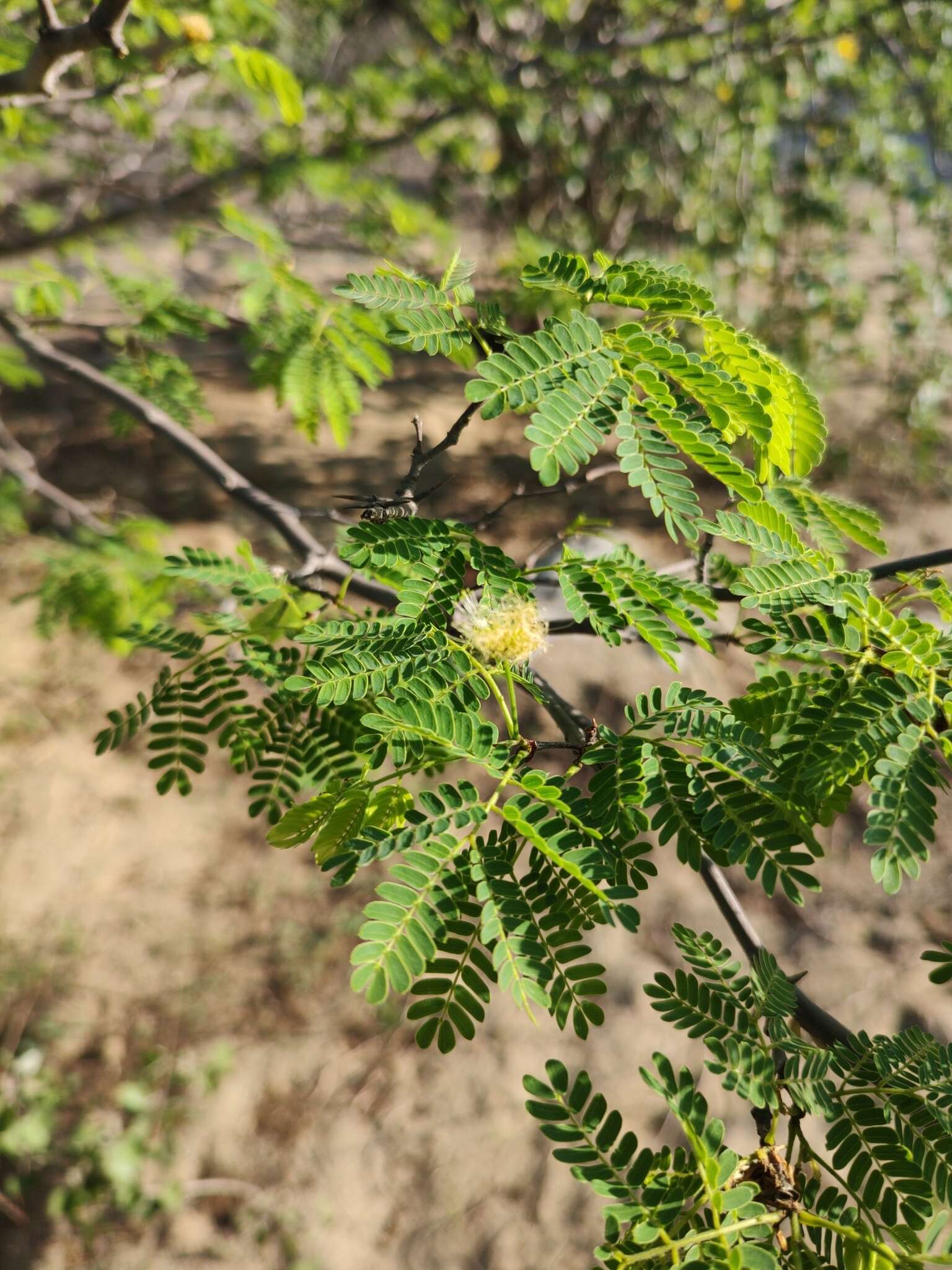 Image of Chloroleucon mangense var. leucospermum (Brandegee) Barneby & J. W. Grimes