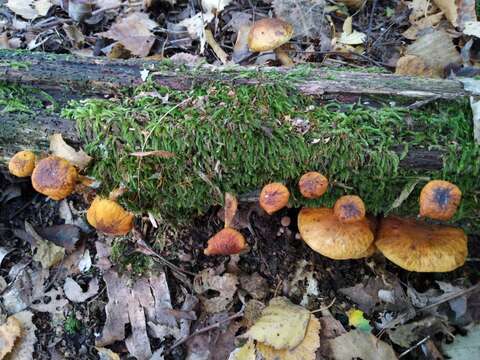 Gymnopilus picreus (Pers.) P. Karst. 1879 resmi