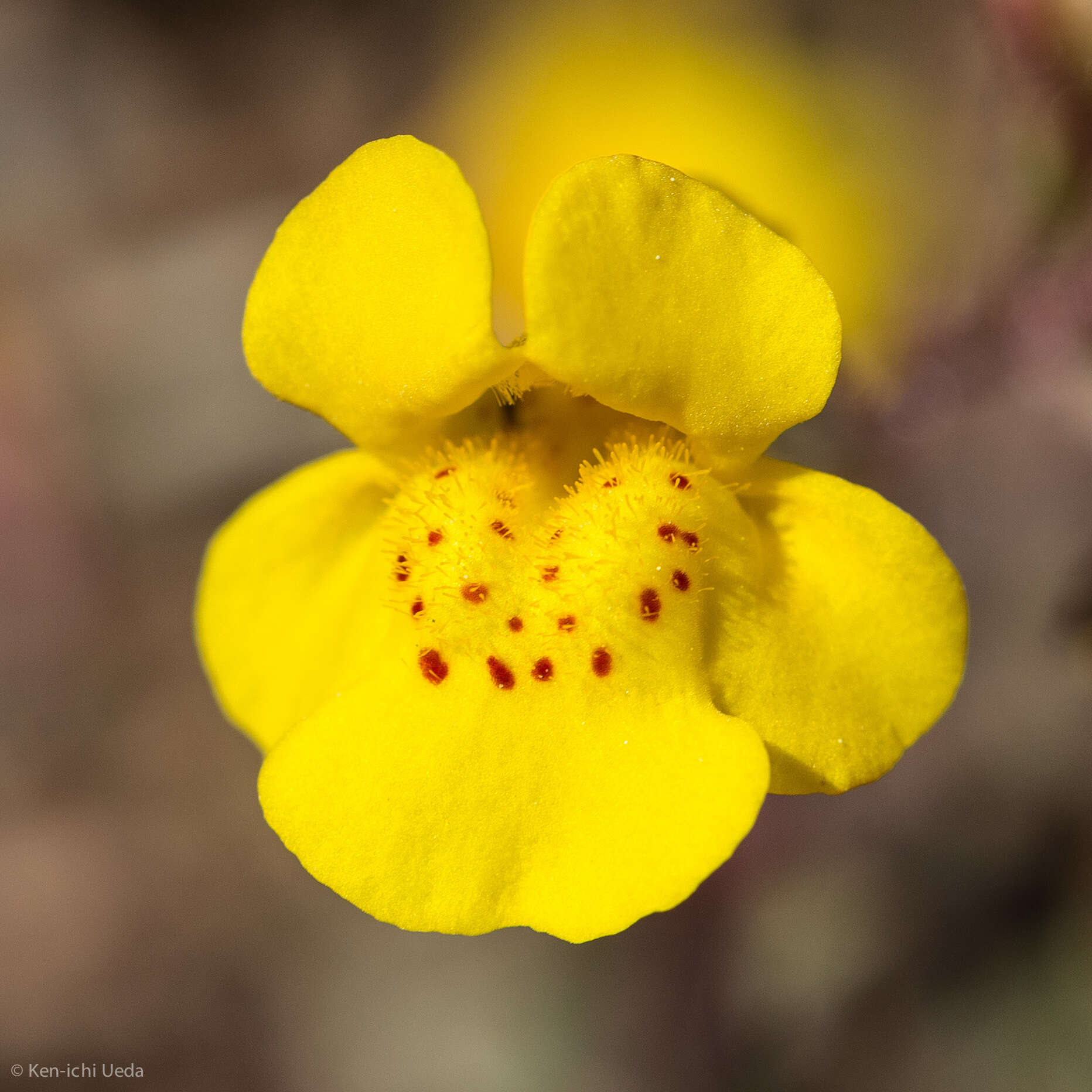 Image of Bare Monkey-Flower