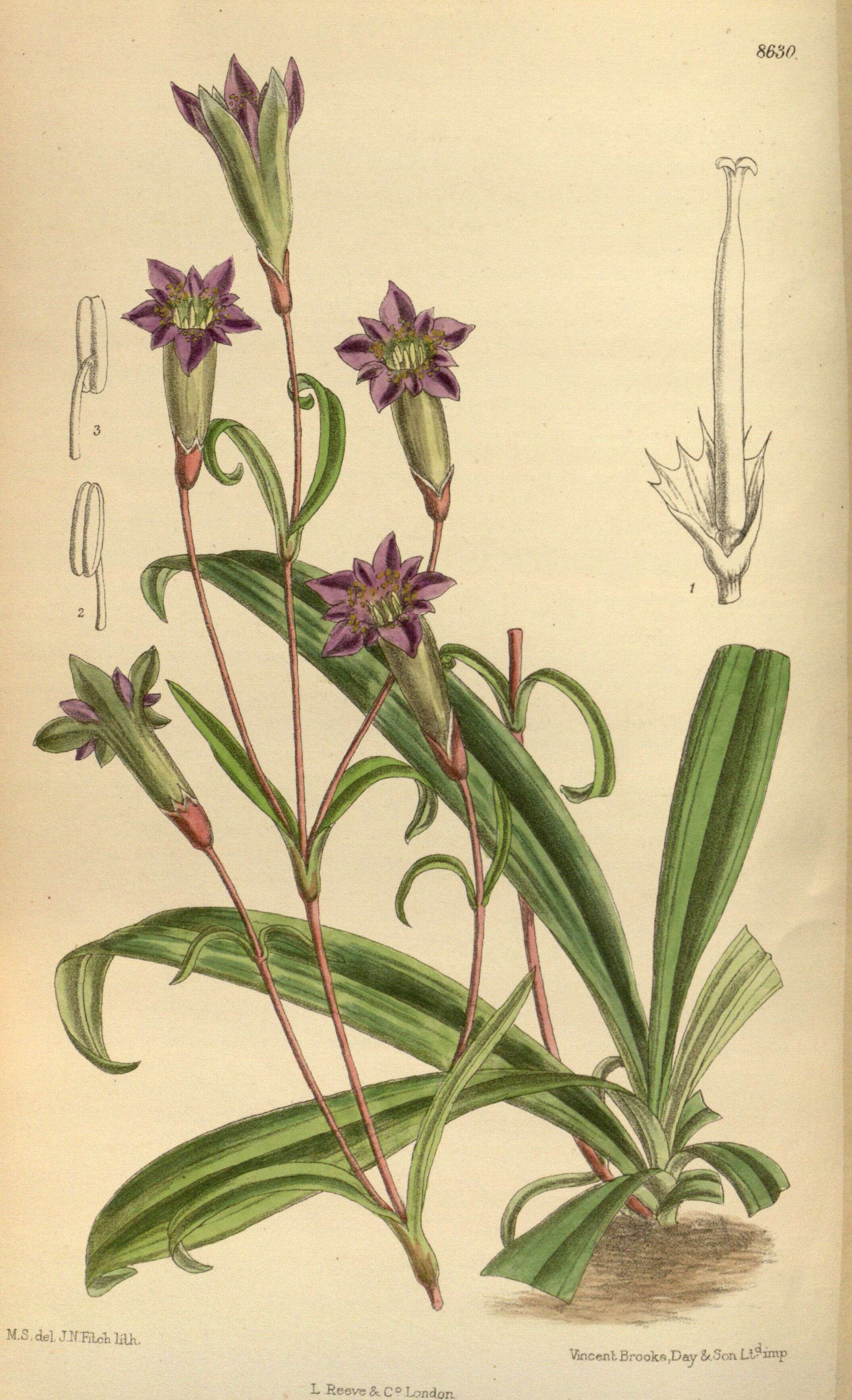 Image of gentian