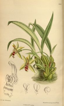 Image of Promenaea