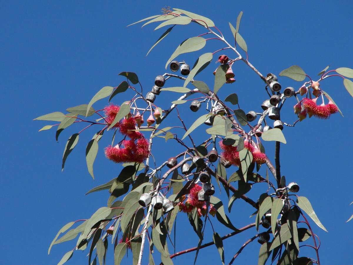 Слика од Eucalyptus caesia Benth.