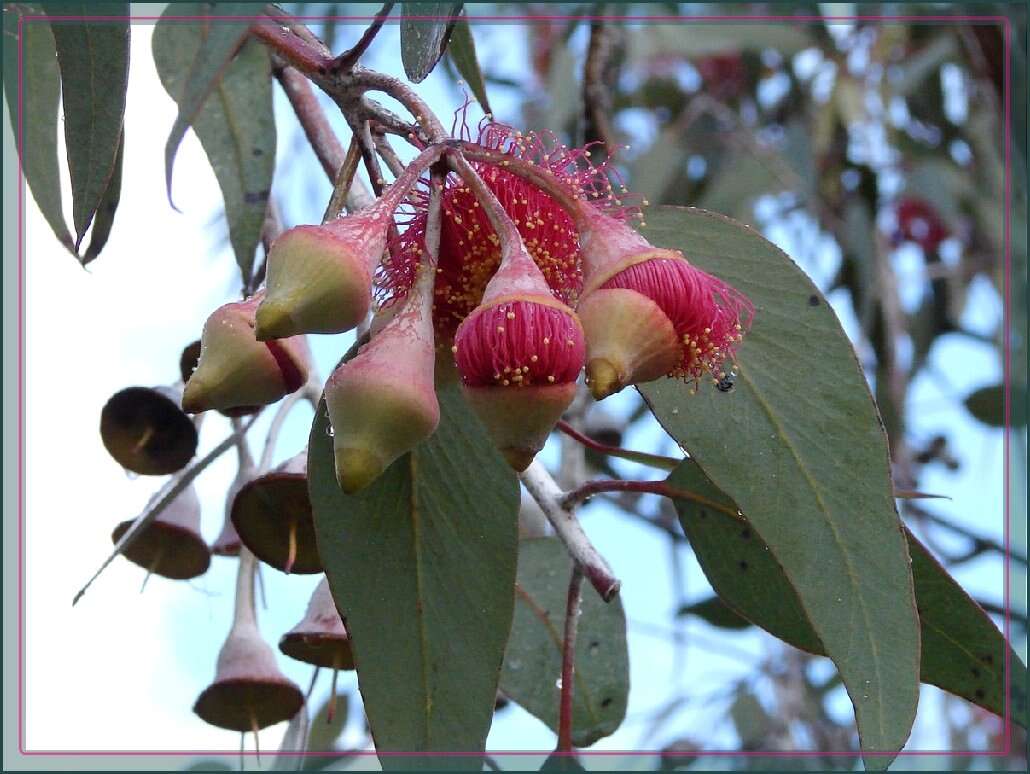 Слика од Eucalyptus caesia Benth.