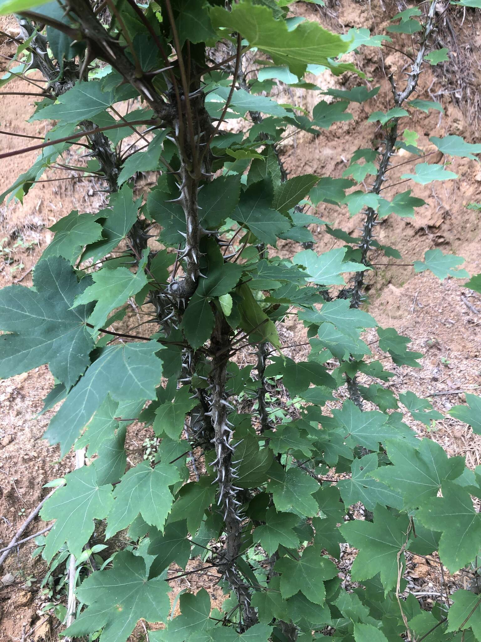 Image of castor aralia