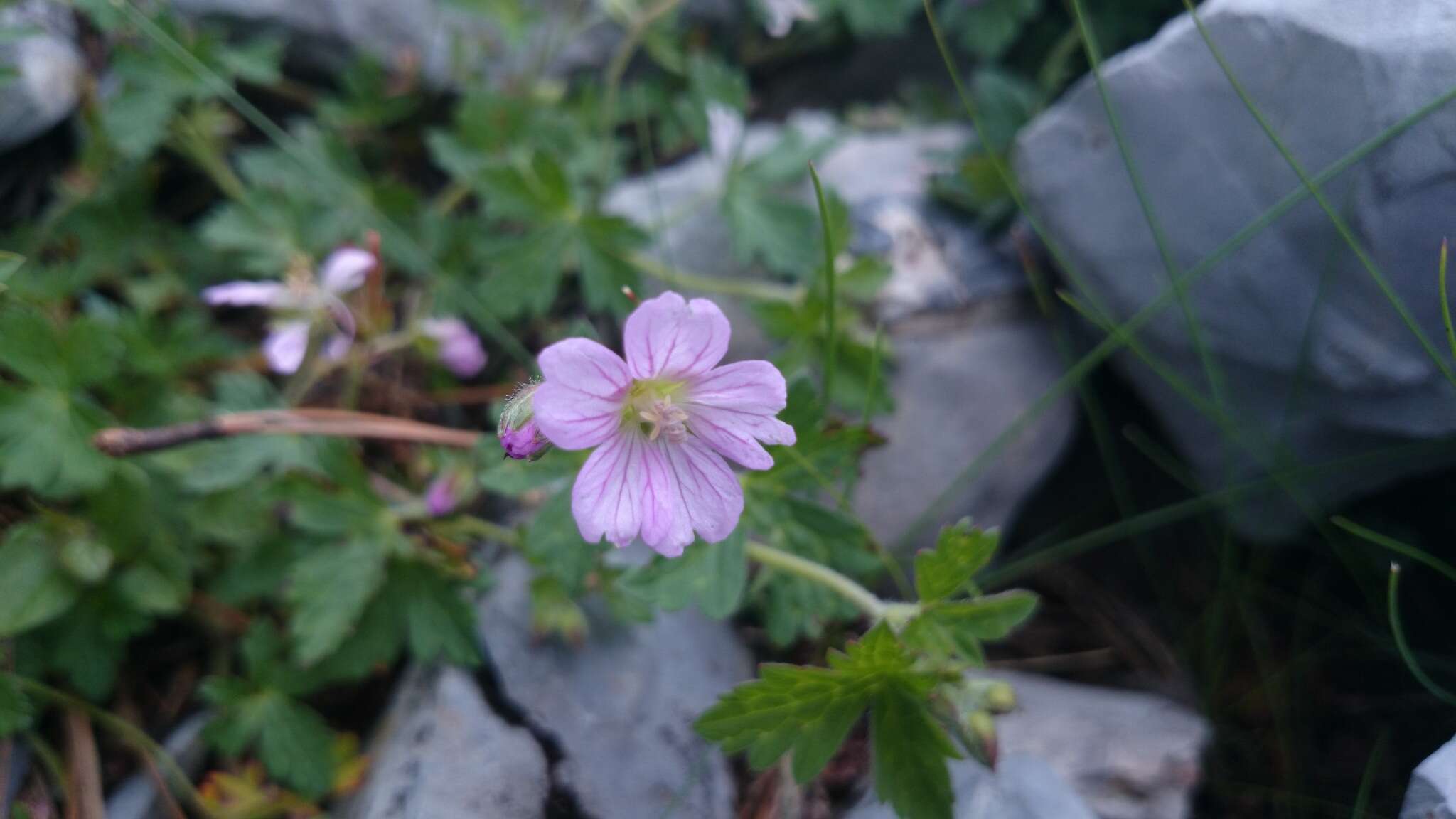 Image of Geranium potosinum H. E. Moore