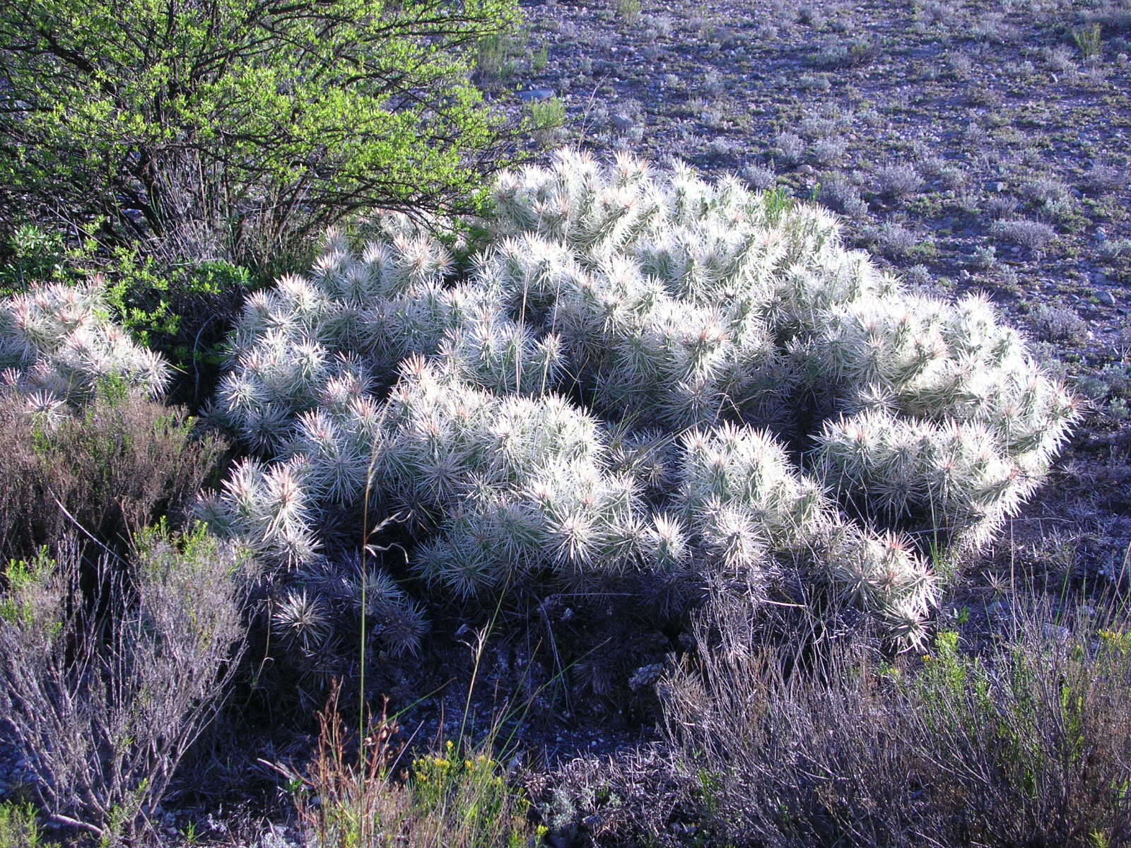 Image of thistle cholla