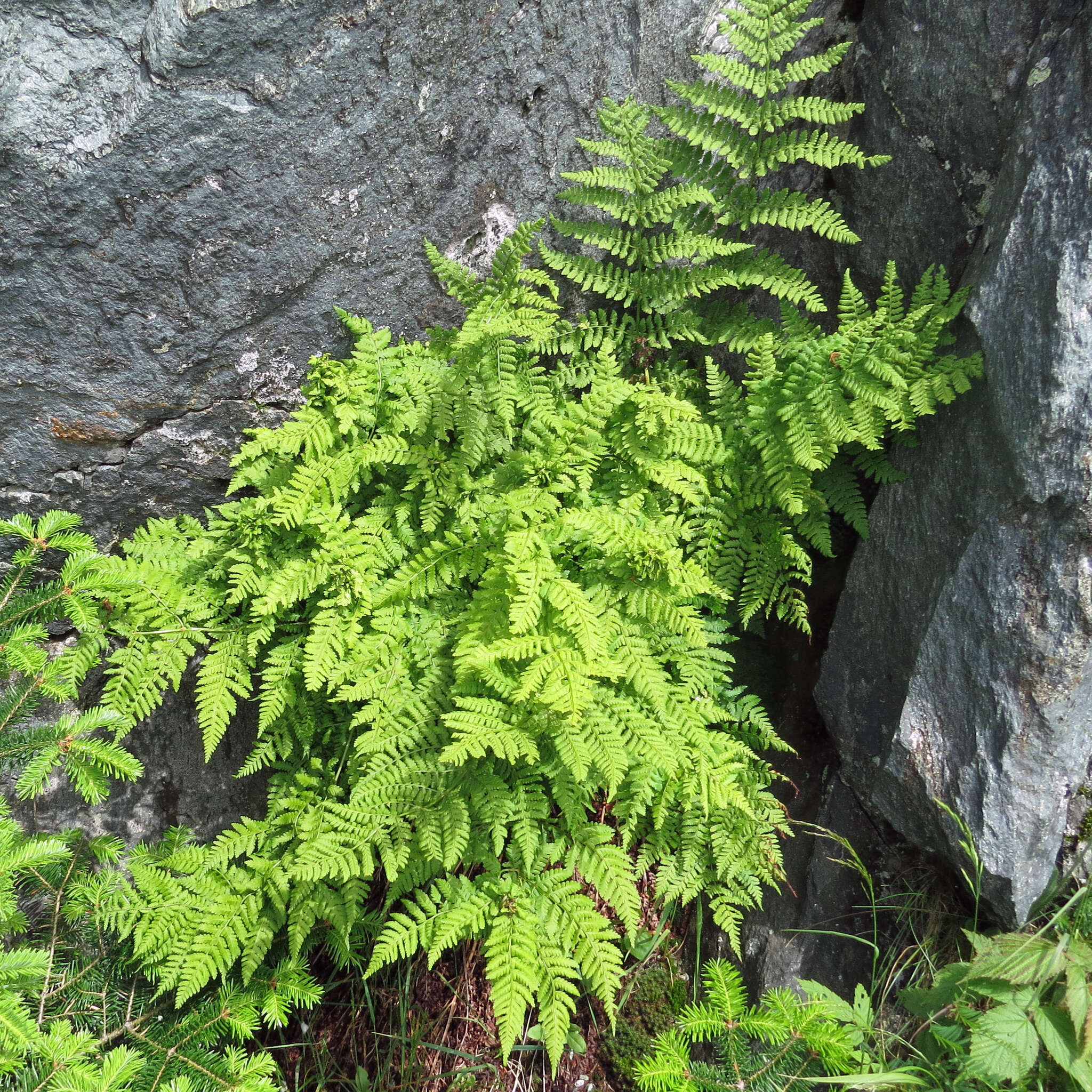 Image of mountain woodfern