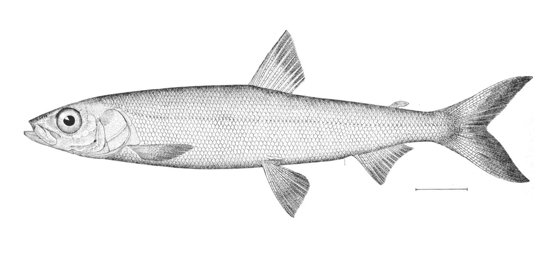 Image de Coregonus hoyi (Milner 1874)