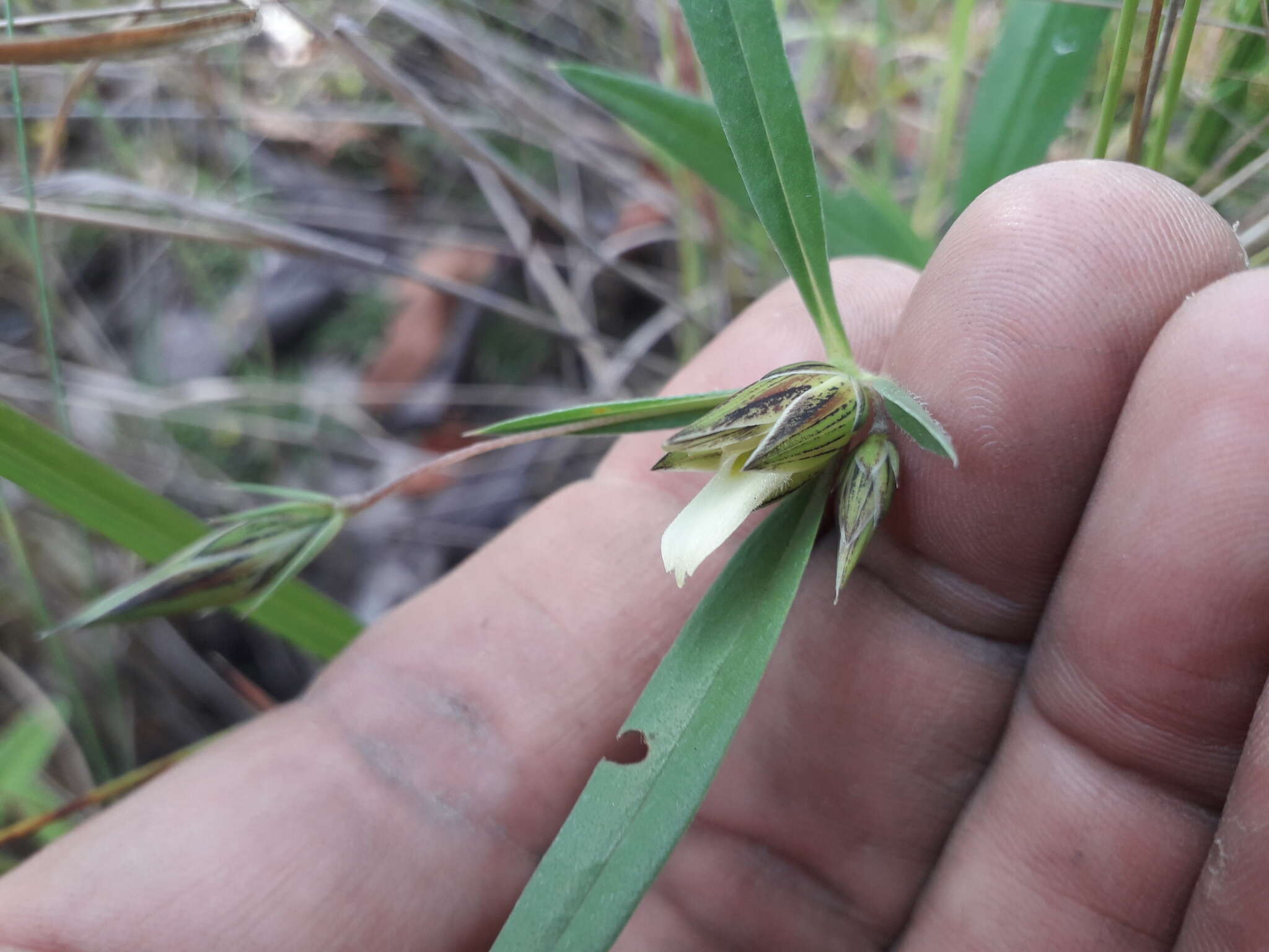 Слика од Blepharis glumacea S. Moore