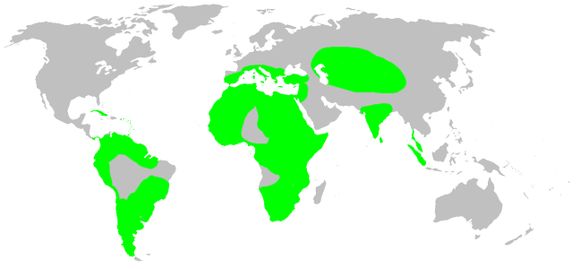 <span class="translation_missing" title="translation missing: en.medium.untitled.map_image_of, page_name: palpimanid spiders">Map Image Of</span>