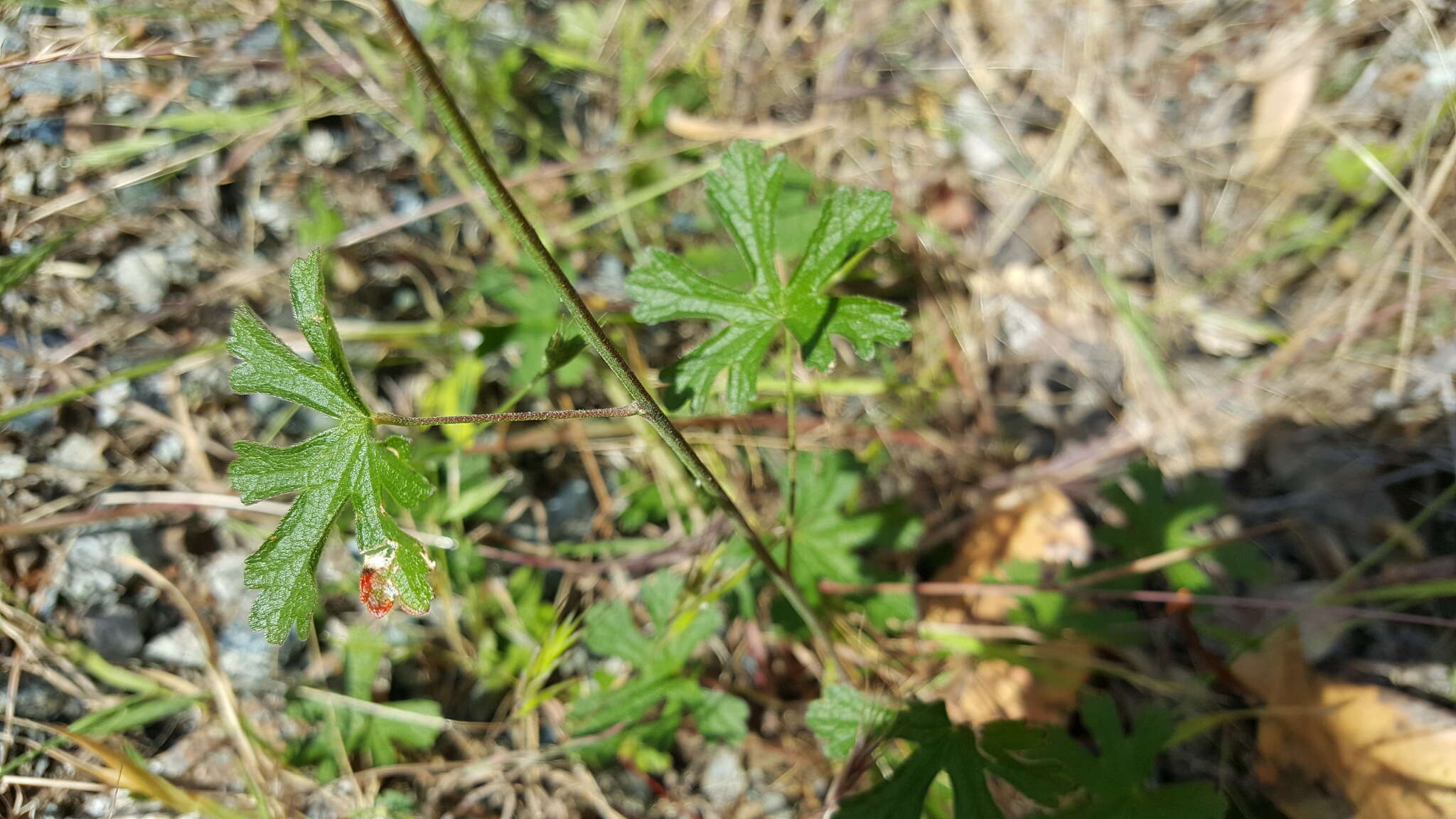 Imagem de Sidalcea asprella Greene