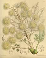 Image of fatsia