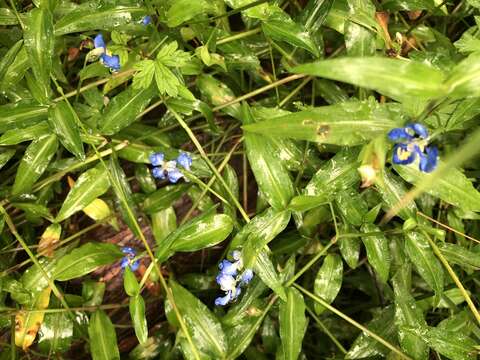 Image of Scurvy weed