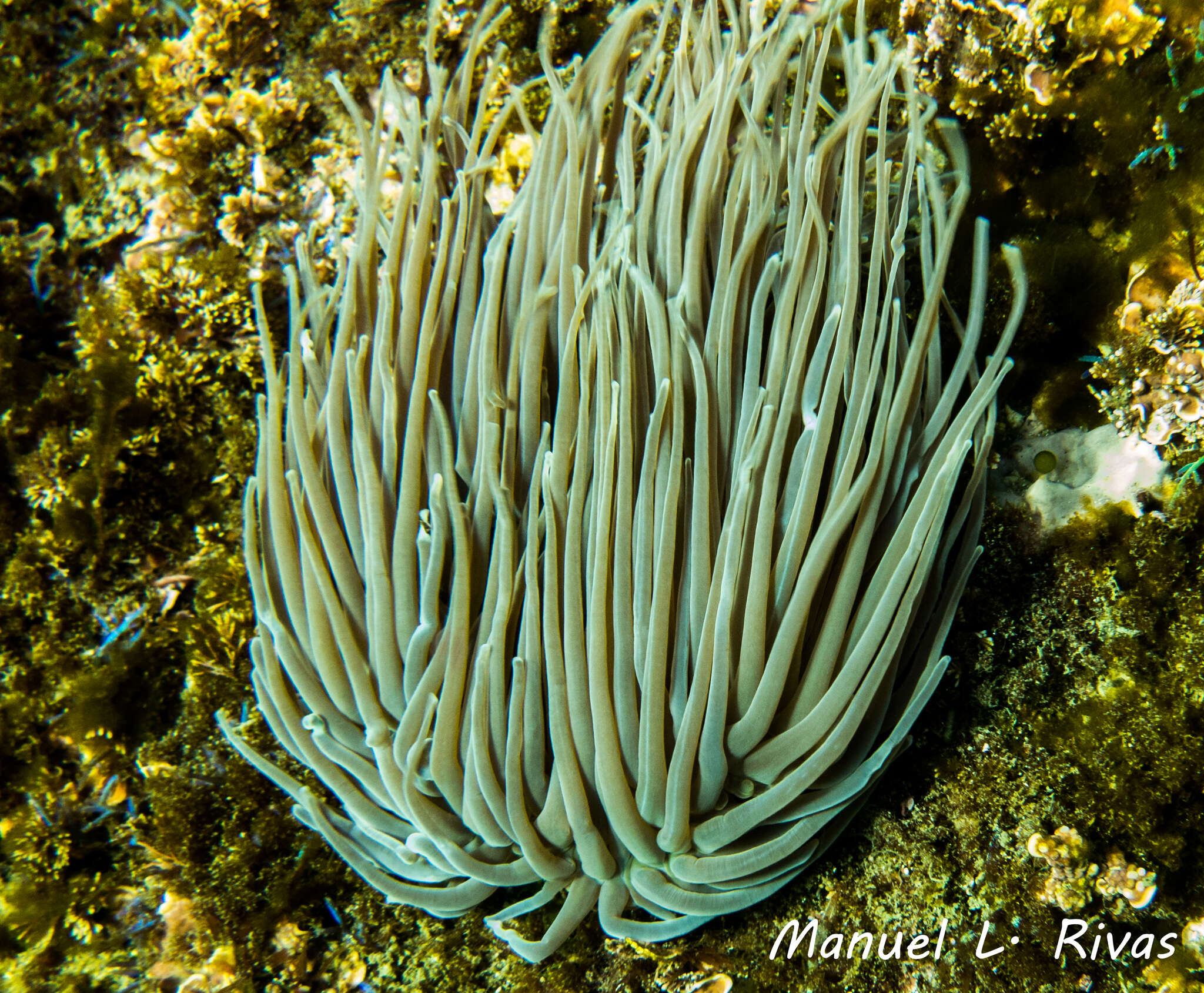 Anemonia viridis (Forsskål 1775) resmi