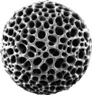 Image of Radiolaria