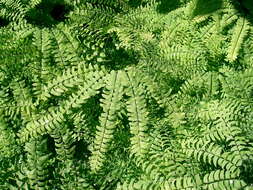 Image of Northern maidenhair fern