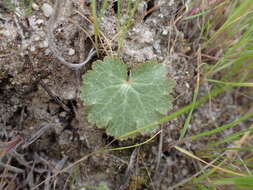 Image of Parry's jepsonia