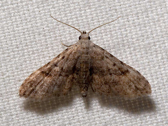 Image of Stippled Sigela Moth