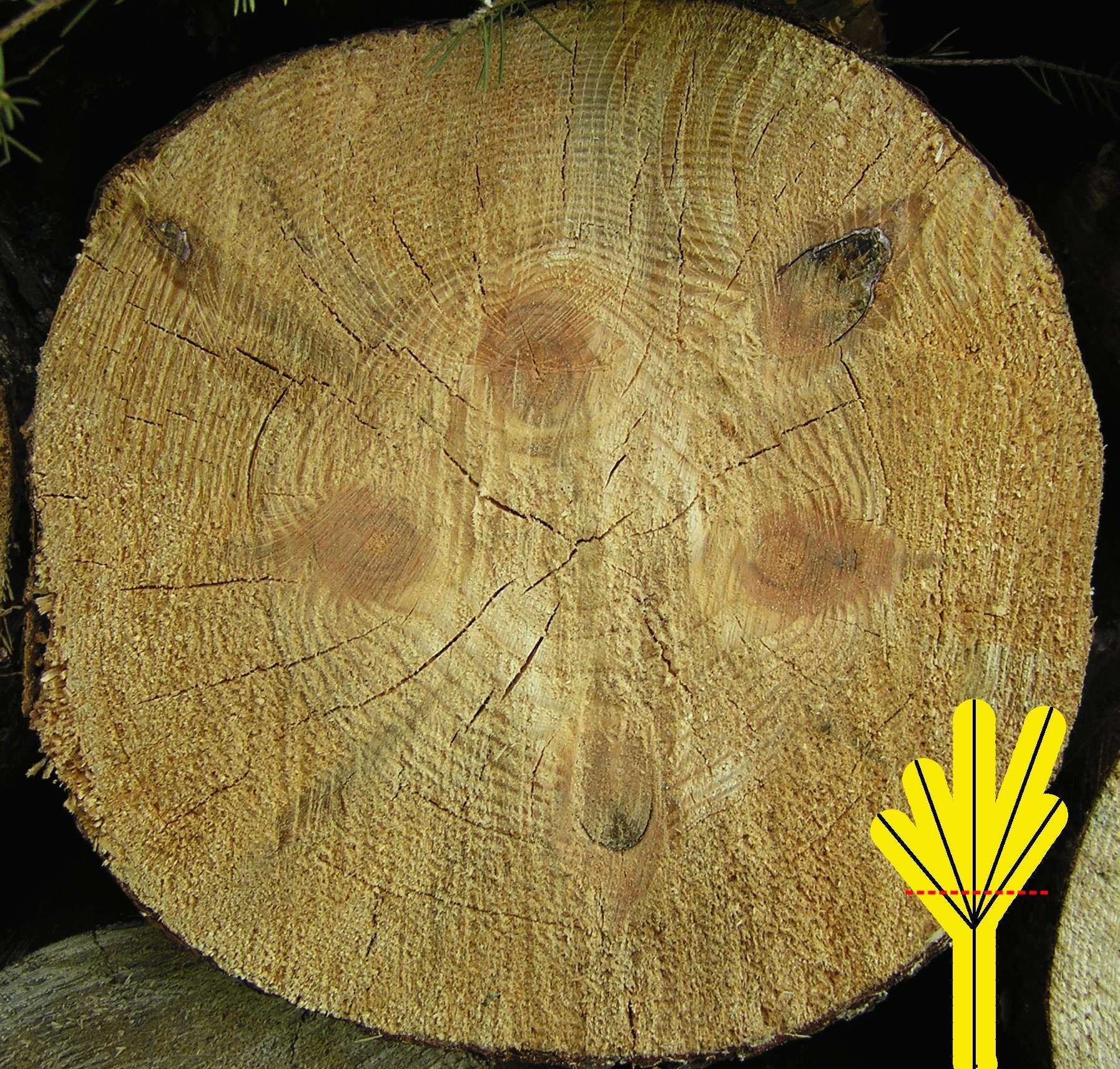 Image of Scotch Pine