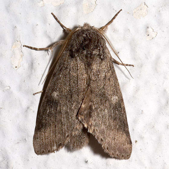 Image of Variable Oakleaf Caterpillar Moth