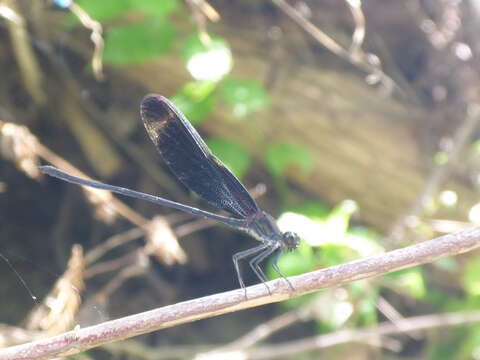 Image of Smoky Rubyspot