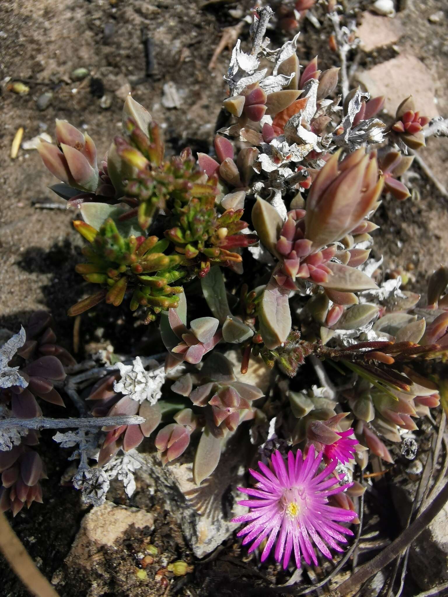 Image of Delosperma mariae L. Bol.