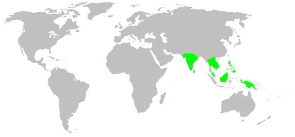 <span class="translation_missing" title="translation missing: en.medium.untitled.map_image_of, page_name: stenochilid spiders">Map Image Of</span>