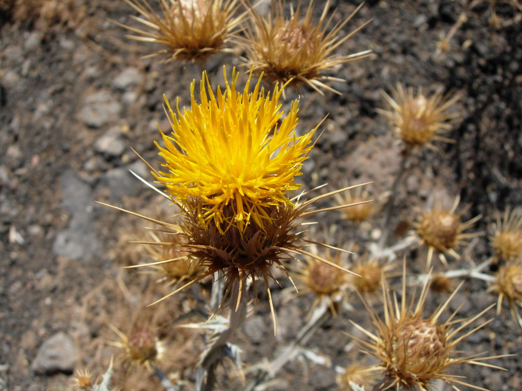 Centaurea onopordifolia Boiss. resmi