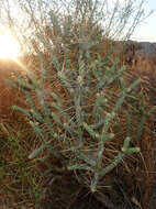 Image of branched pencil cholla